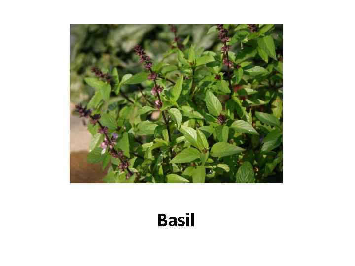 Basil 