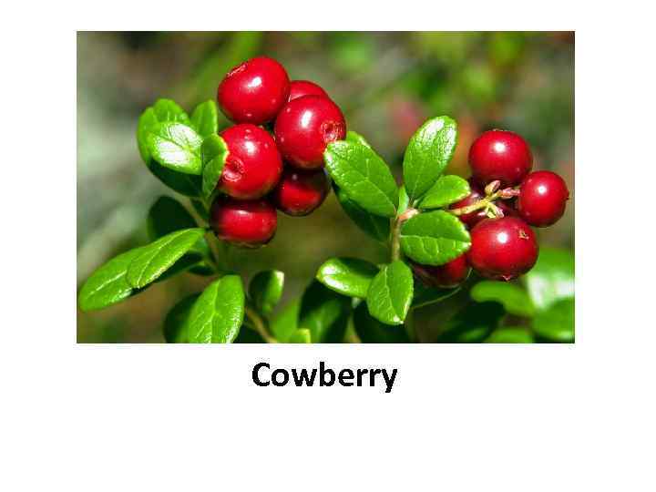 Cowberry 
