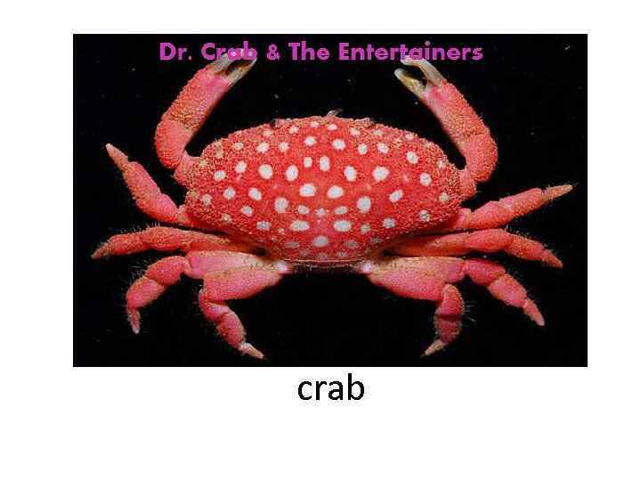 crab 