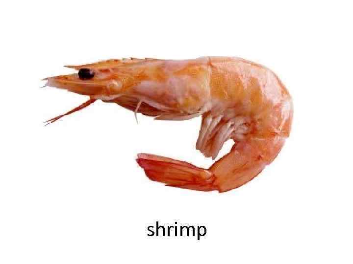 shrimp 