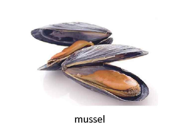 mussel 