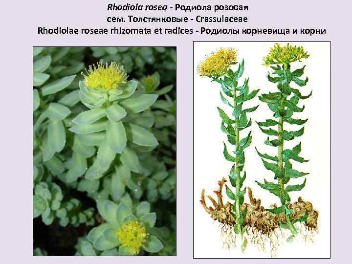 Rhodiola rosea - Родиола розовая сем. Толстянковые - Сrassulaceae Rhodiolae roseae rhizomata et radices