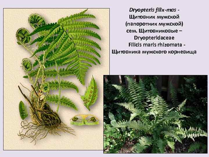 Dryopteris filix-mas Щитовник мужской (папоротник мужской) сем. Щитовниковые – Dryopteridaceae Filicis maris rhizomata Щитовника