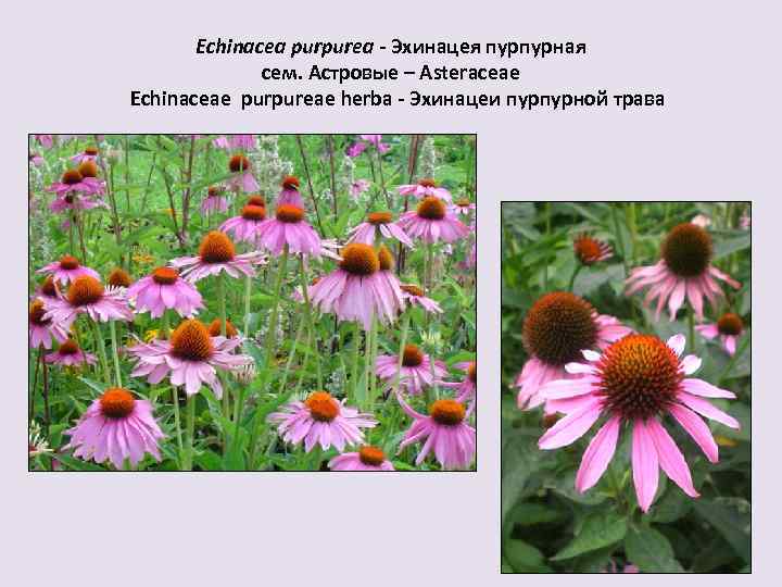 Echinacea purpurea - Эхинацея пурпурная сем. Астровые – Asteraceae Echinaceae purpureae herba - Эхинацеи