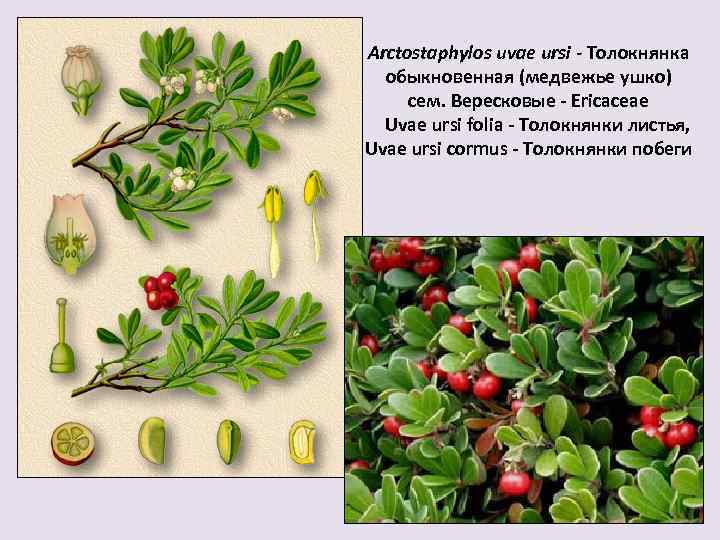Arctostaphylos uvae ursi - Толокнянка обыкновенная (медвежье ушко) сем. Вересковые - Ericaceae Uvae ursi