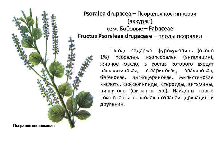 Psoralea drupacea – Псоралея костянковая (аккураи) сем. Бобовые – Fabaceae Fructus Psoraleae drupaceae –