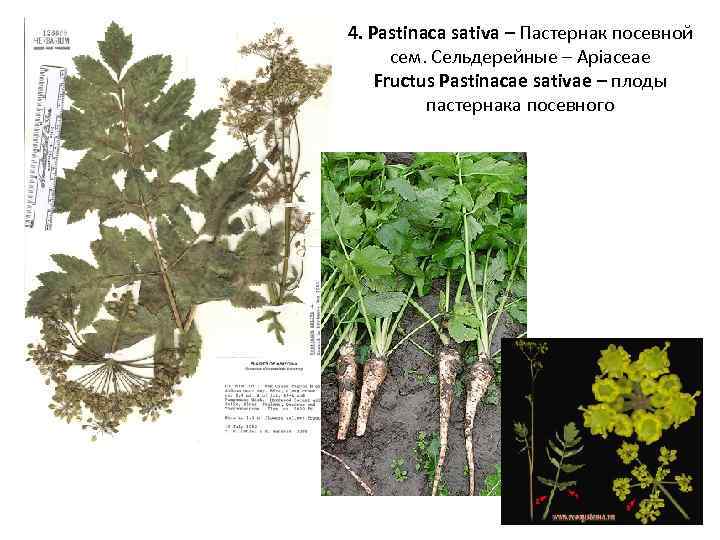 4. Pastinaca sativa – Пастернак посевной сем. Сельдерейные – Apiaceae Fructus Pastinacae sativae –