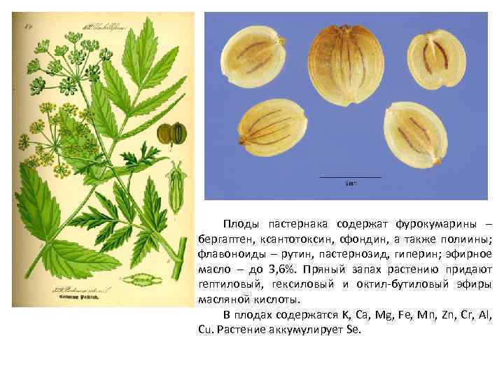 Плоды пастернака содержат фурокумарины – бергаптен, ксантотоксин, сфондин, а также полиины; флавоноиды – рутин,