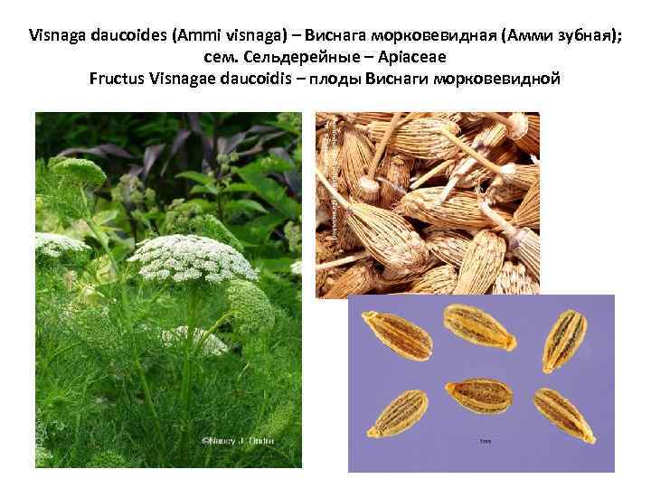 Visnaga daucoides (Ammi visnaga) – Виснага морковевидная (Амми зубная); сем. Сельдерейные – Apiaceae Fructus