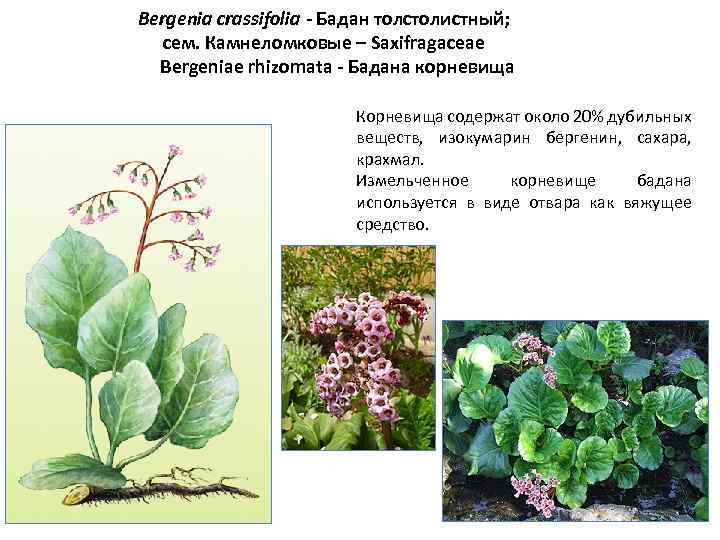 Цветок бадан фото и описание лечебные свойства