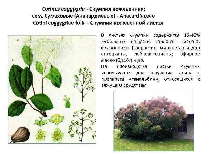 Cotinus coggygria - Скумпия кожевенная; сем. Сумаховые (Анакардиевые) - Anacardiaceae Cotini coggygriae folia -