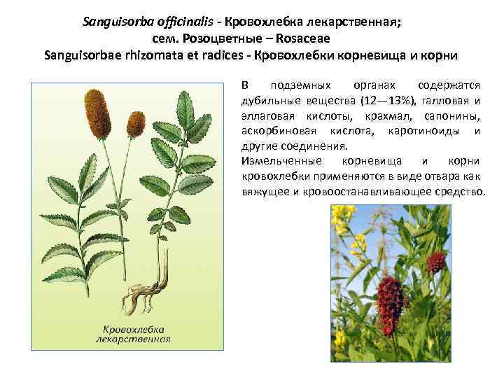 Sanguisorba officinalis - Кровохлебка лекарственная; cем. Розоцветные – Rosaceae Sanguisorbae rhizomata et radices -