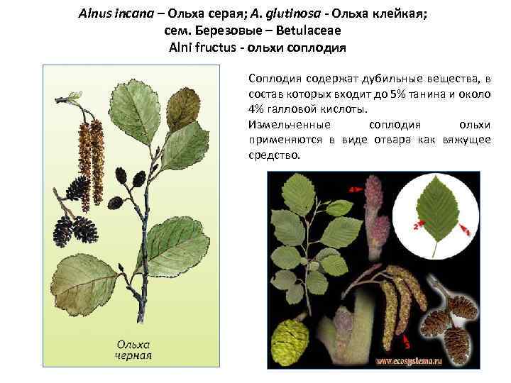 Alnus incana – Ольха серая; A. glutinosa - Ольха клейкая; сем. Березовые – Betulaceae