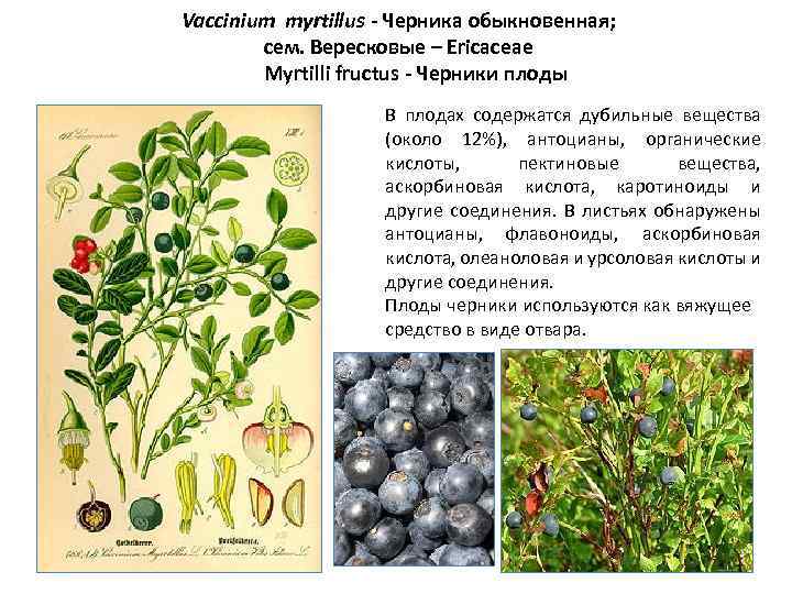 Vaccinium myrtillus - Черника обыкновенная; сем. Вересковые – Ericaceae Myrtilli fructus - Черники плоды