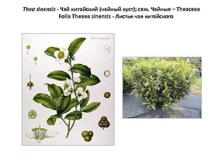 Thea sinensis - Чай китайский (чайный куст); сем. Чайные – Theaceae Folia Theaea sinensis