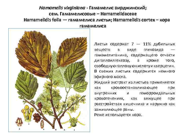 Hamamelis virginiana - Гамамелис вирджинский; сем. Гамамелисовые – Hamamelidaceae Hamamelidis folia — гамамелиса листья;