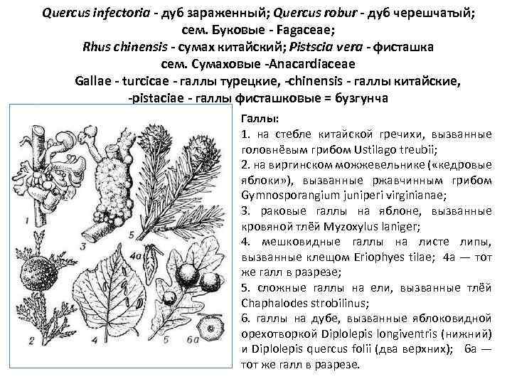 Quercus infectoria - дуб зараженный; Quercus robur - дуб черешчатый; сем. Буковые - Fagaceae;