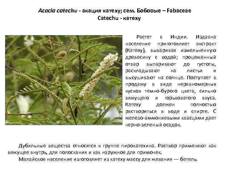 Acacia catechu - акация катеху; сем. Бобовые – Fabaceae Catechu - катеху Растет в