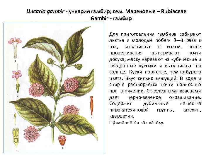 Uncaria gambir - ункария гамбир; сем. Мареновые – Rubiaceae Gambir - гамбир Для приготовления