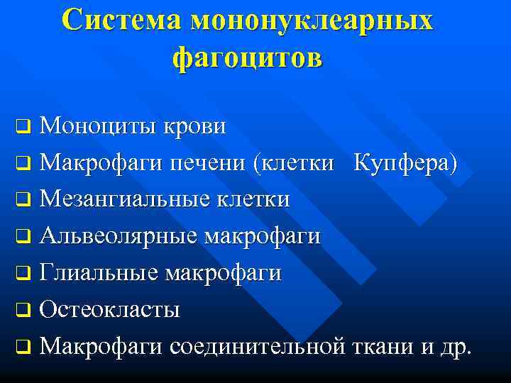 Система мононуклеарных фагоцитов q Моноциты крови q Макрофаги печени (клетки Купфера) q Мезангиальные клетки