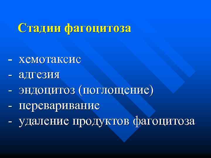 Стадии фагоцитоза - хемотаксис - адгезия - эндоцитоз (поглощение) - переваривание - удаление продуктов