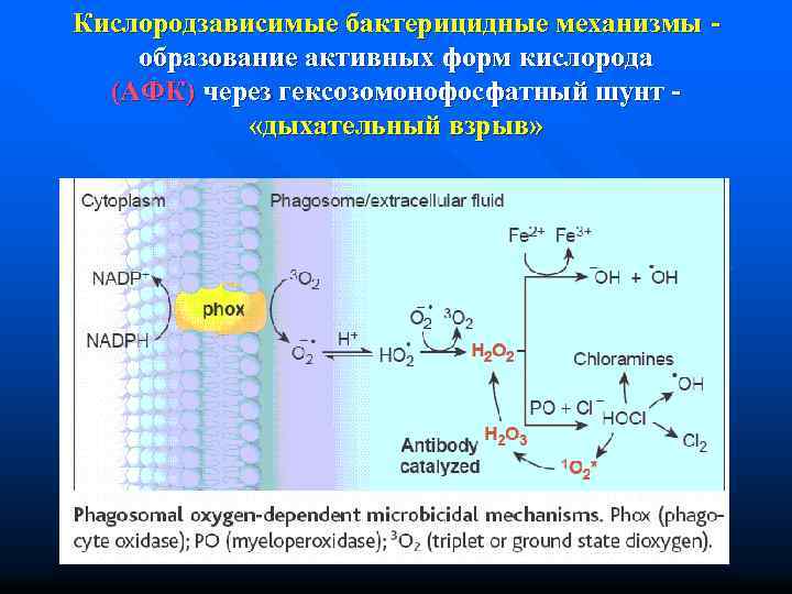 Кислородзависимые бактерицидные механизмы образование активных форм кислорода (АФК) через гексозомонофосфатный шунт «дыхательный взрыв» 
