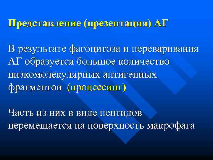 Представление (презентация) АГ В результате фагоцитоза и переваривания АГ образуется большое количество низкомолекулярных антигенных