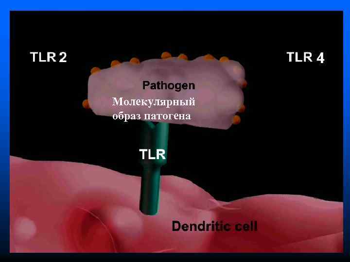 Молекулярный образ патогена 