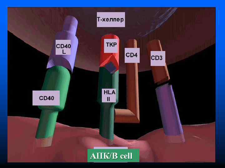 АПК/B cell 