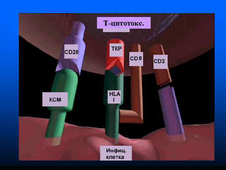 T-цитотокс. 