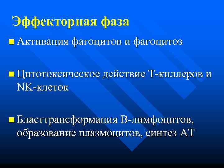 Эффекторная фаза n Активация фагоцитов и фагоцитоз n Цитотоксическое действие Т-киллеров и NK-клеток n