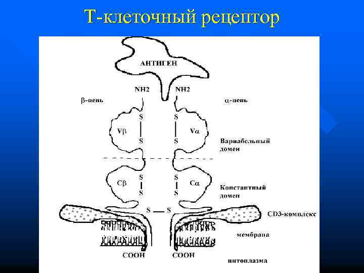 Т-клеточный рецептор 