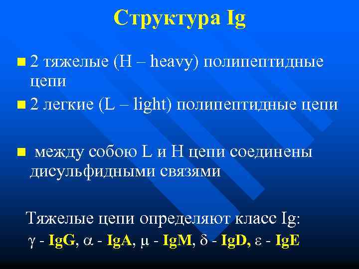 Структура Ig n 2 тяжелые (H – heavy) полипептидные цепи n 2 легкие (L