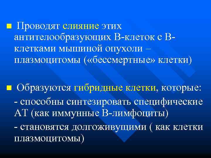 n Проводят слияние этих антителообразующих В-клеток с Вклетками мышиной опухоли – плазмоцитомы ( «бессмертные»