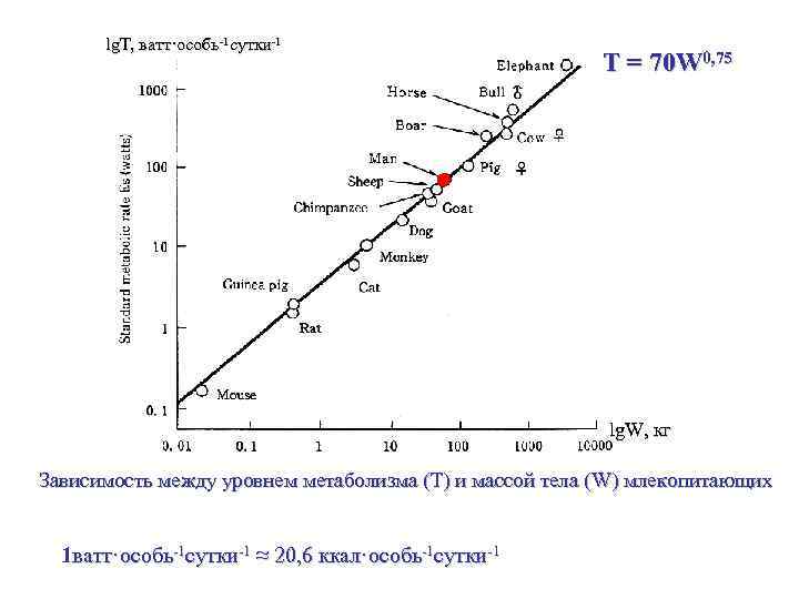 lg. T, ватт·особь-1 сутки-1 Т = 70 W 0, 75 lg. W, кг Зависимость