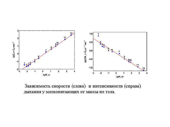 Зависимость скорости (слева) и интенсивности (справа) дыхания у млекопитающих от массы их тела. 