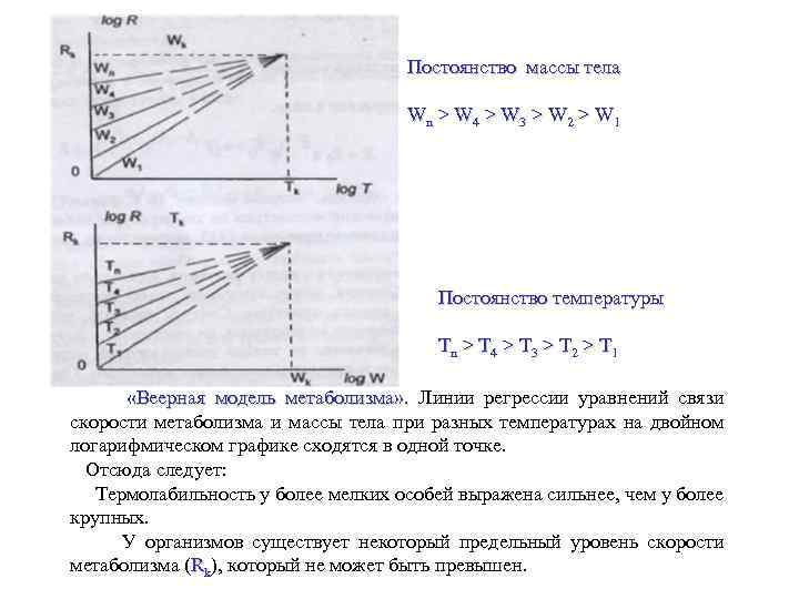 Постоянство массы тела Wn > W 4 > W 3 > W 2 >