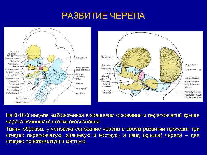 Развитие черепа