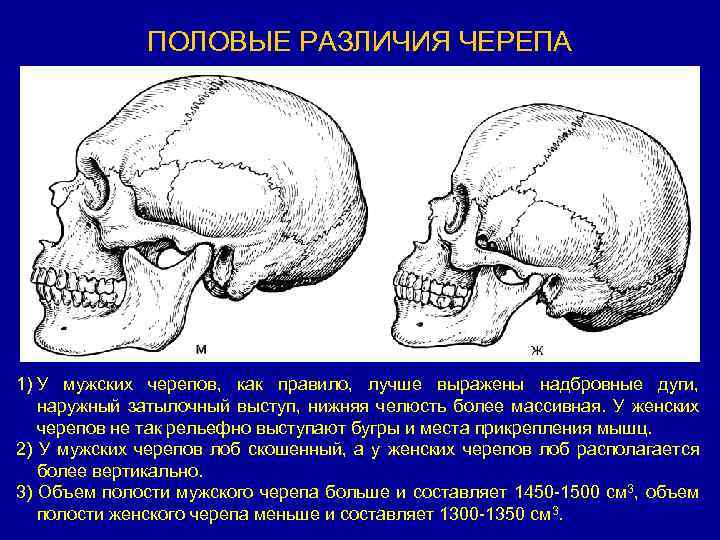 Кто жена черепа ответ картинка