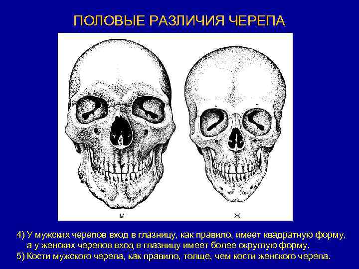 Формы черепа у мужчин