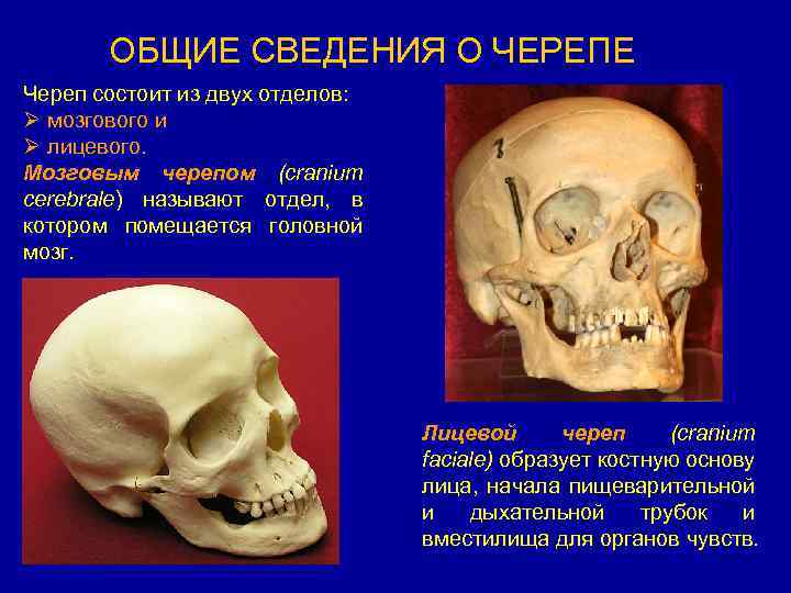 ОБЩИЕ СВЕДЕНИЯ О ЧЕРЕПЕ Череп состоит из двух отделов: Ø мозгового и Ø лицевого.