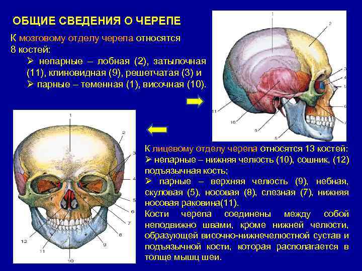 Кости относящиеся к мозговому отделу