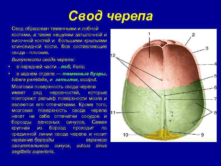 Свод головного мозга. Кости, образующие свод мозгового черепа. Строение свода черепа швы свода. Свод черепа анатомия строение. Центральный отдел свода черепа образует.