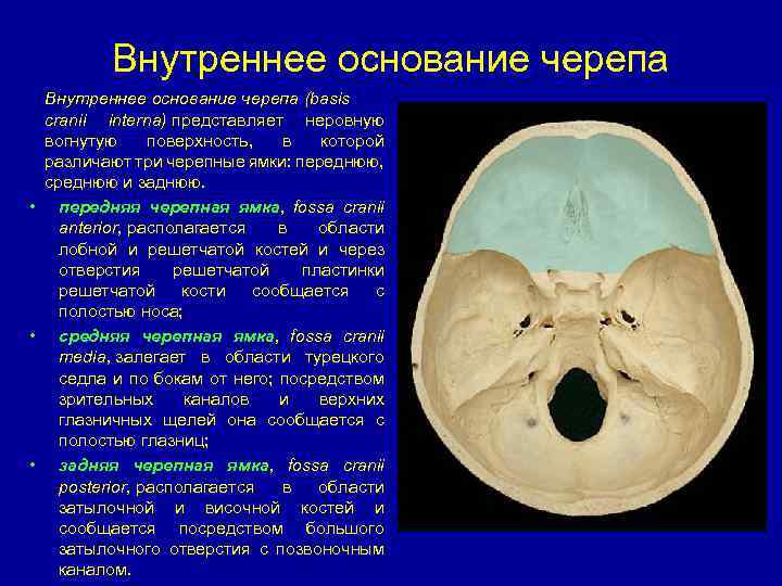 Основание черепа отделы. Основание черепа Черепные ямки. Внутренняя поверхность основания черепа анатомия. Отверстия внутреннего основания черепа. Внутреннее основание черепа топографическая анатомия.