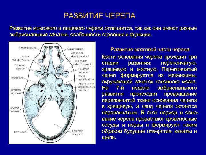 РАЗВИТИЕ ЧЕРЕПА Развитие мозгового и лицевого черепа отличается, так как они имеют разные эмбриональные