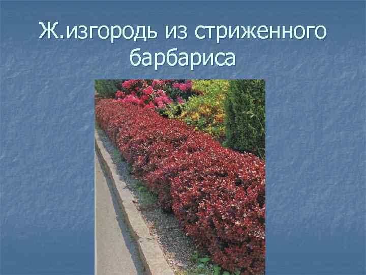 Ж. изгородь из стриженного барбариса 
