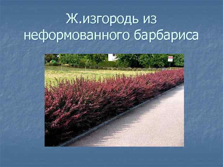Ж. изгородь из неформованного барбариса 