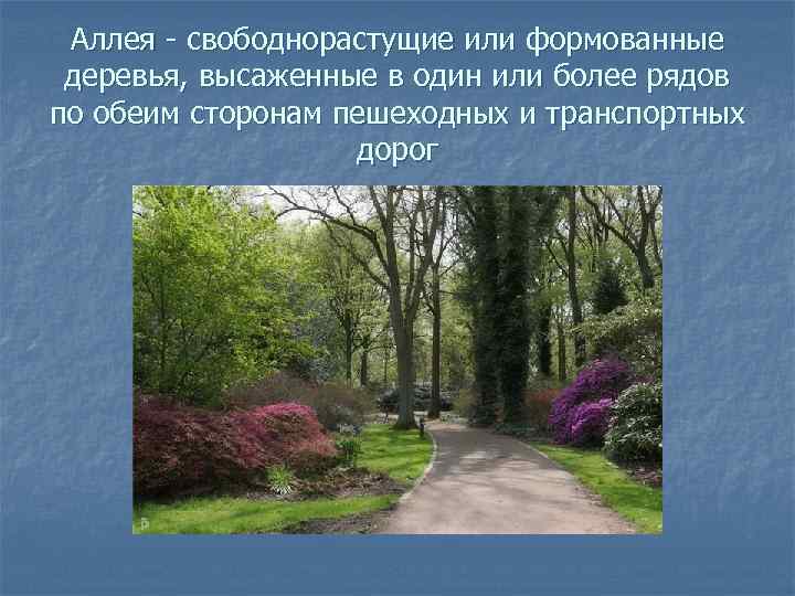 Аллея - свободнорастущие или формованные деревья, высаженные в один или более рядов по обеим