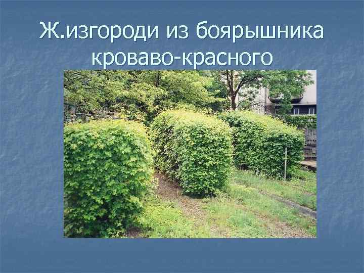 Ж. изгороди из боярышника кроваво-красного 