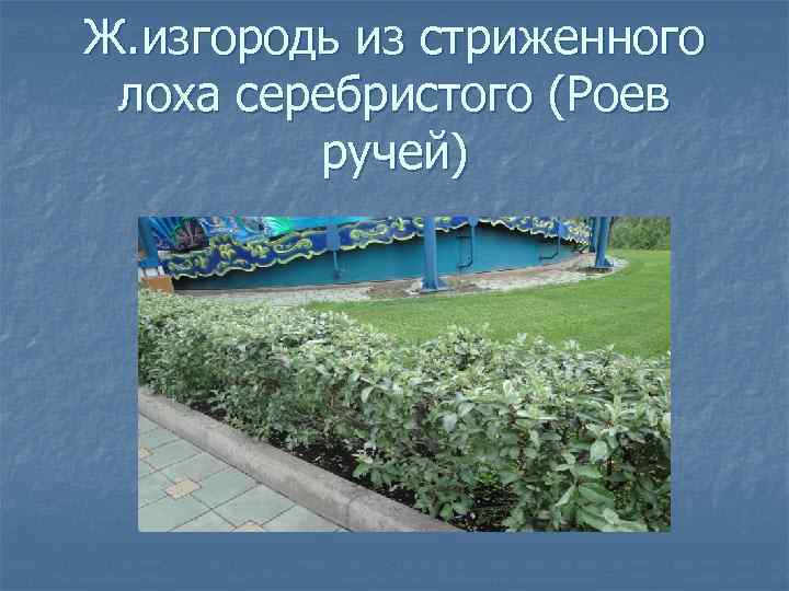 Ж. изгородь из стриженного лоха серебристого (Роев ручей) 